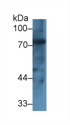 13097