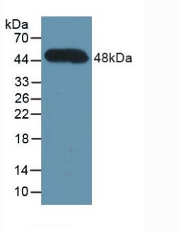 39612