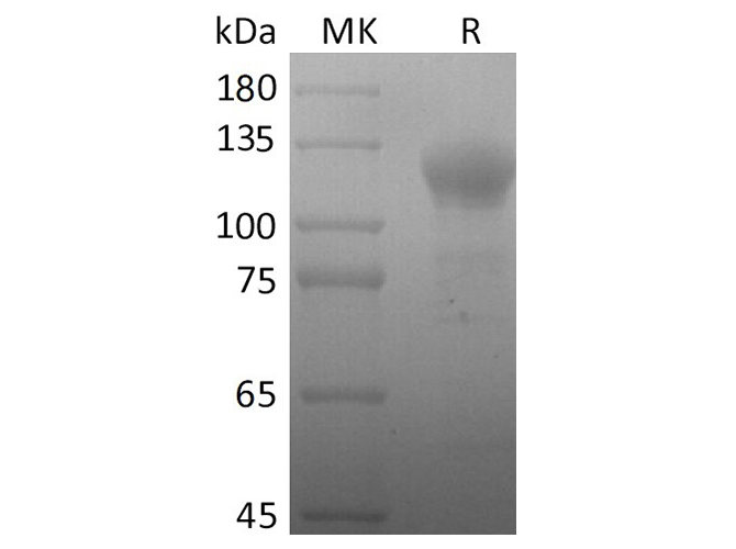 Валидация Elabscience PKSR030491(5793)