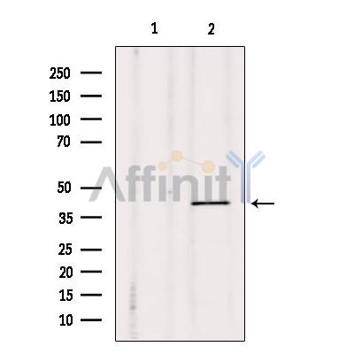 Валидация Affinity AF9113 - 4890