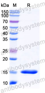 Валидация SDS-PAGE - AntibodySystem RHC30702