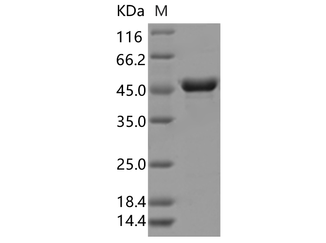 Валидация Elabscience PKSV030342(6074)