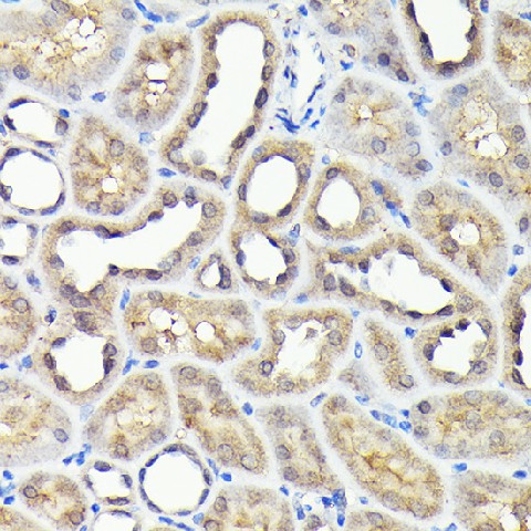 Валидация Elabscience E-AB-93356