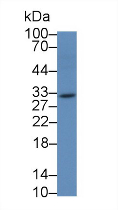 14945