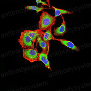 Валидация IF - AntibodySystem RHF75702