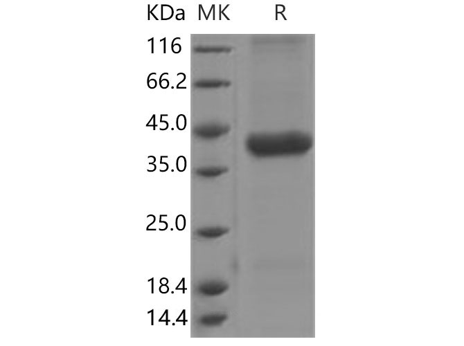 Валидация Elabscience PKSM040583(4570)