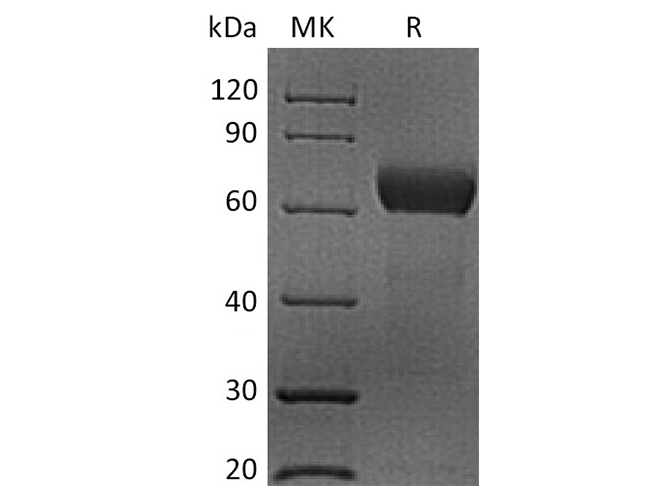 Валидация Elabscience PKSH033522(3824)