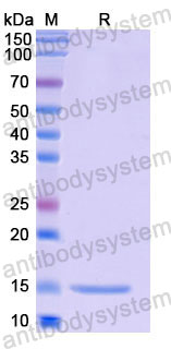 Валидация SDS-PAGE - AntibodySystem RHF45701