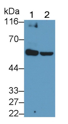 57790