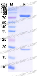 AHJ24001, SDS-PAGE