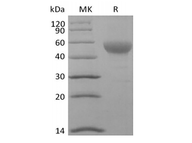 Валидация Elabscience PKSH033998(4228)
