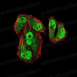 Валидация IF - AntibodySystem RHE27603