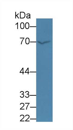 10086