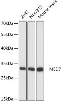 Валидация Elabscience E-AB-66685