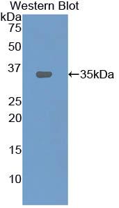 40666