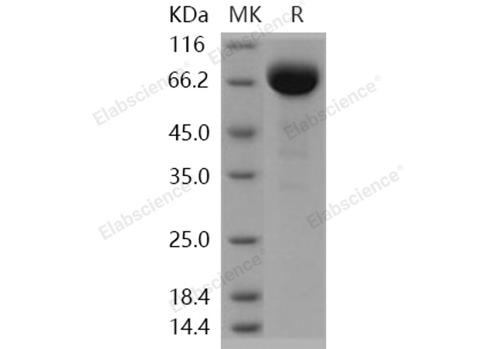 Валидация Elabscience PKSH031116(1897)