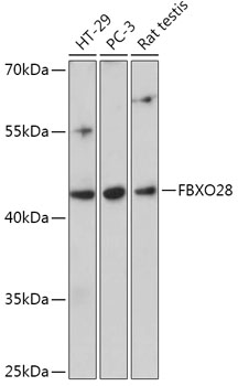 Валидация Elabscience E-AB-91857