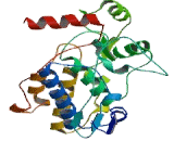 Mitogen Activated Protein Kinase 8 (MAPK8)