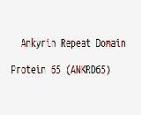 Ankyrin Repeat Domain Protein 65 (ANKRD65)