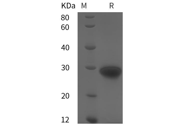 Валидация Elabscience PDMH100115(807)