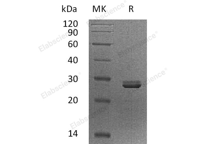 Валидация Elabscience PKSH032865(3271)