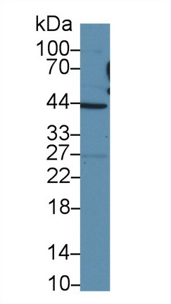 10436