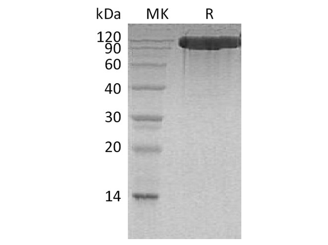 Валидация Elabscience PKSH032068(2617)
