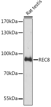Валидация Elabscience E-AB-91028