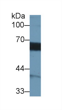 14836