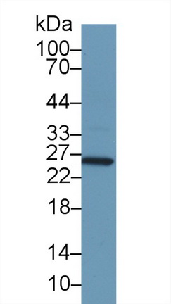 13753