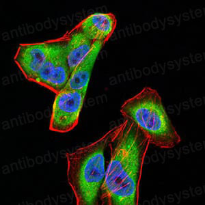 Валидация IF - AntibodySystem RHN95201