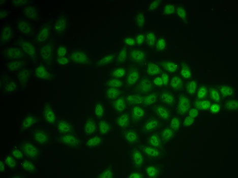Валидация Elabscience E-AB-61904