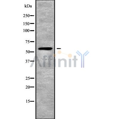 Валидация Affinity DF10121 - 5631