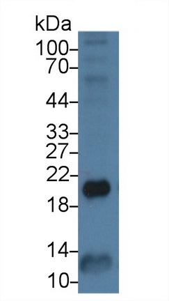 24847
