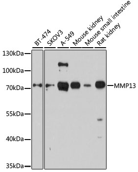 Валидация Elabscience E-AB-64101