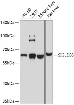 Валидация Elabscience E-AB-64057
