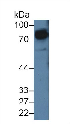 10152