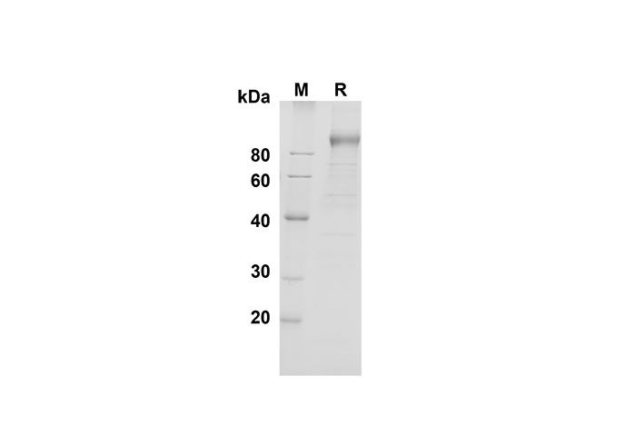 Валидация Elabscience PDMM100149(1109)