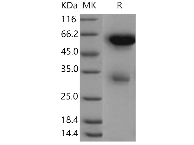 Валидация Elabscience PKSM040307(4318)