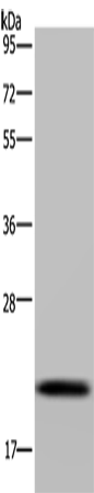 Валидация AssayVector ARM1856(2460)