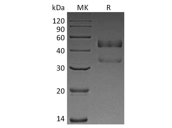 Валидация Elabscience PKSH033766(4039)