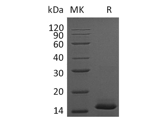 Валидация Elabscience PKSM041293(5189)