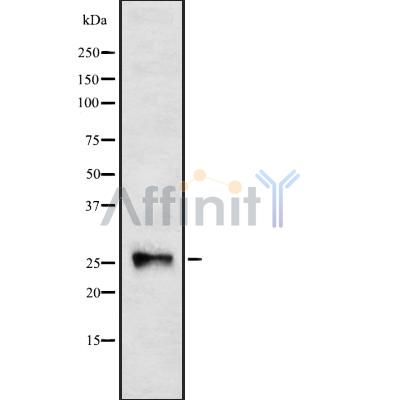 Валидация Affinity DF8333 - 20186