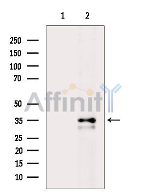 Валидация Affinity DF2710 - 13423