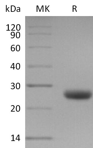 Валидация Elabscience PKSM041161(5071)