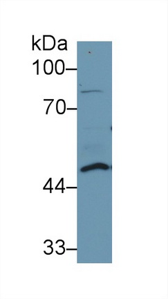 10260