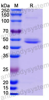 AHC27703, SDS-PAGE