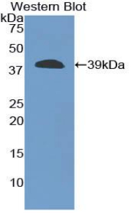 54577