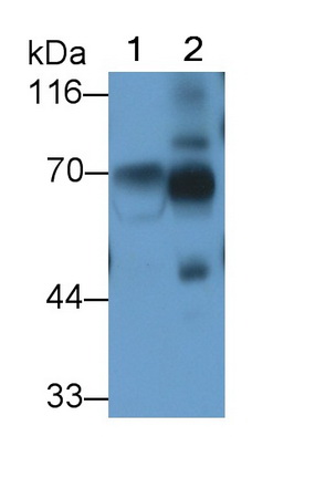 8642