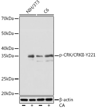 AP1150, вестерн-блоттинг, лизаты клеток NIH/3T3 и C6 (27891)